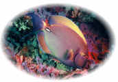 Beautiful colored fish in coral surroundings.