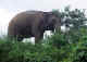 Elephant grazing.jpg (24602 bytes)