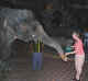Thailand Fantasea feeding elephants.jpg (18491 bytes)